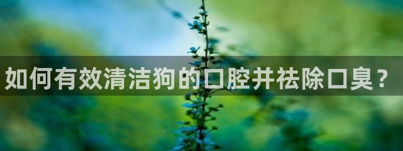 尊龙凯时最新平台登陆：如何有效清洁狗的口腔并祛除口臭？